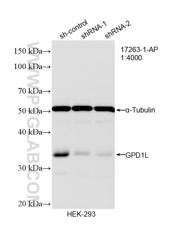 WB analysis of HEK-293 using 17263-1-AP Western Blot (WB) analysis of HEK-293 cells using GPD1L Polyclonal antibody (17263-1-AP)