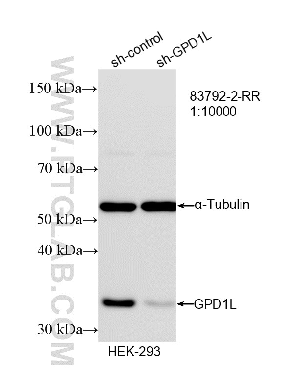 Western Blot (WB) analysis of HEK-293 cells using GPD1L Recombinant monoclonal antibody (83792-2-RR)