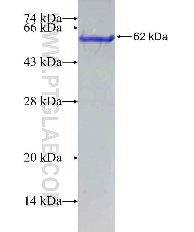 GPD1L fusion protein Ag10977 SDS-PAGE
