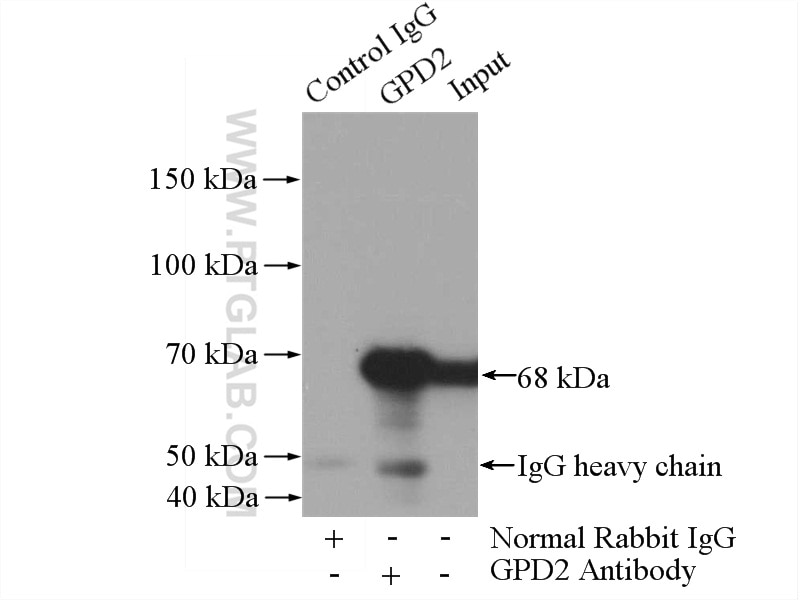 Immunoprecipitation (IP) experiment of mouse skeletal muscle tissue using GPD2 Polyclonal antibody (17219-1-AP)