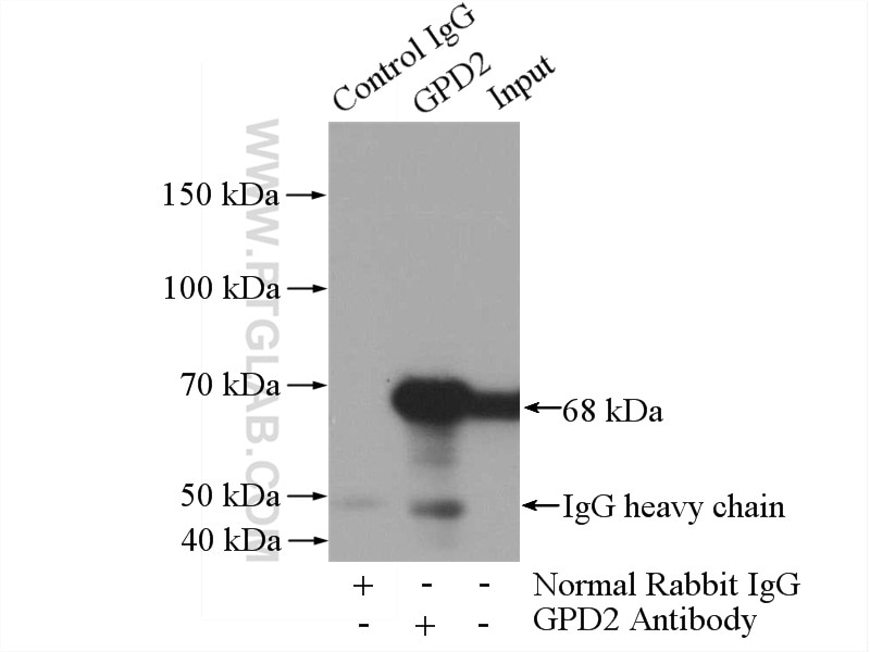 IP experiment of mouse skeletal muscle using 17219-1-AP