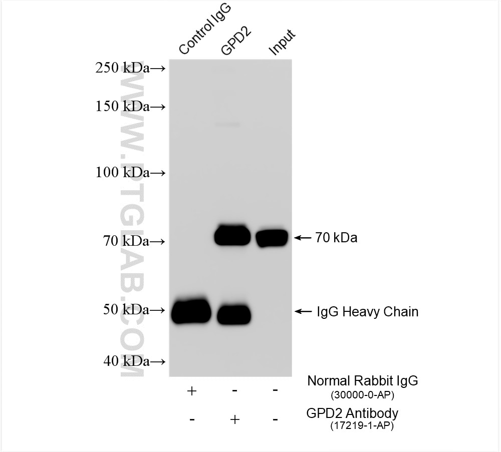 Immunoprecipitation (IP) experiment of mouse skeletal muscle tissue using GPD2 Polyclonal antibody (17219-1-AP)