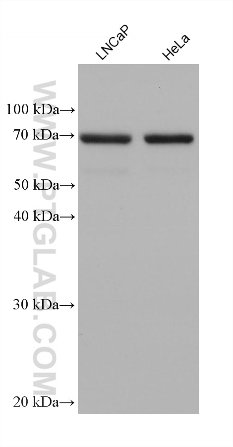 Western Blot (WB) analysis of various lysates using GPD2 Monoclonal antibody (68174-1-Ig)