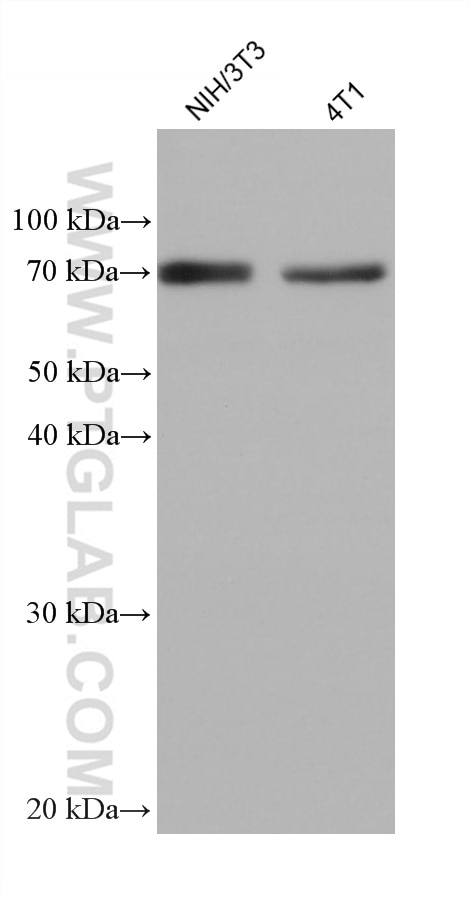 Western Blot (WB) analysis of various lysates using GPD2 Monoclonal antibody (68174-1-Ig)