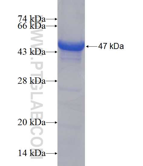 GPD2 fusion protein Ag11212 SDS-PAGE