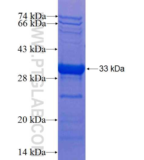 GPER fusion protein Ag25388 SDS-PAGE