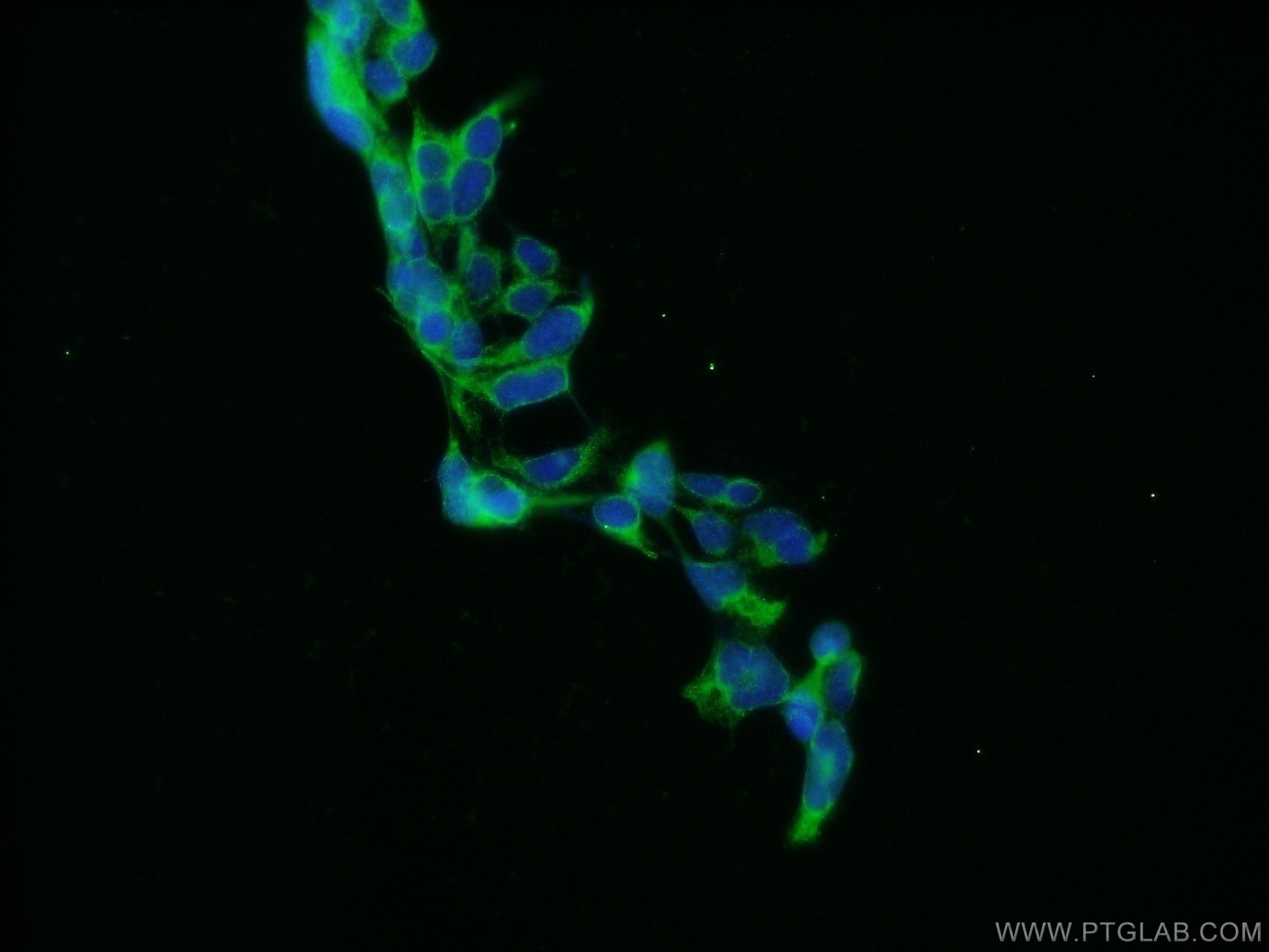 Immunofluorescence (IF) / fluorescent staining of HEK-293 cells using gephyrin Polyclonal antibody (12681-1-AP)