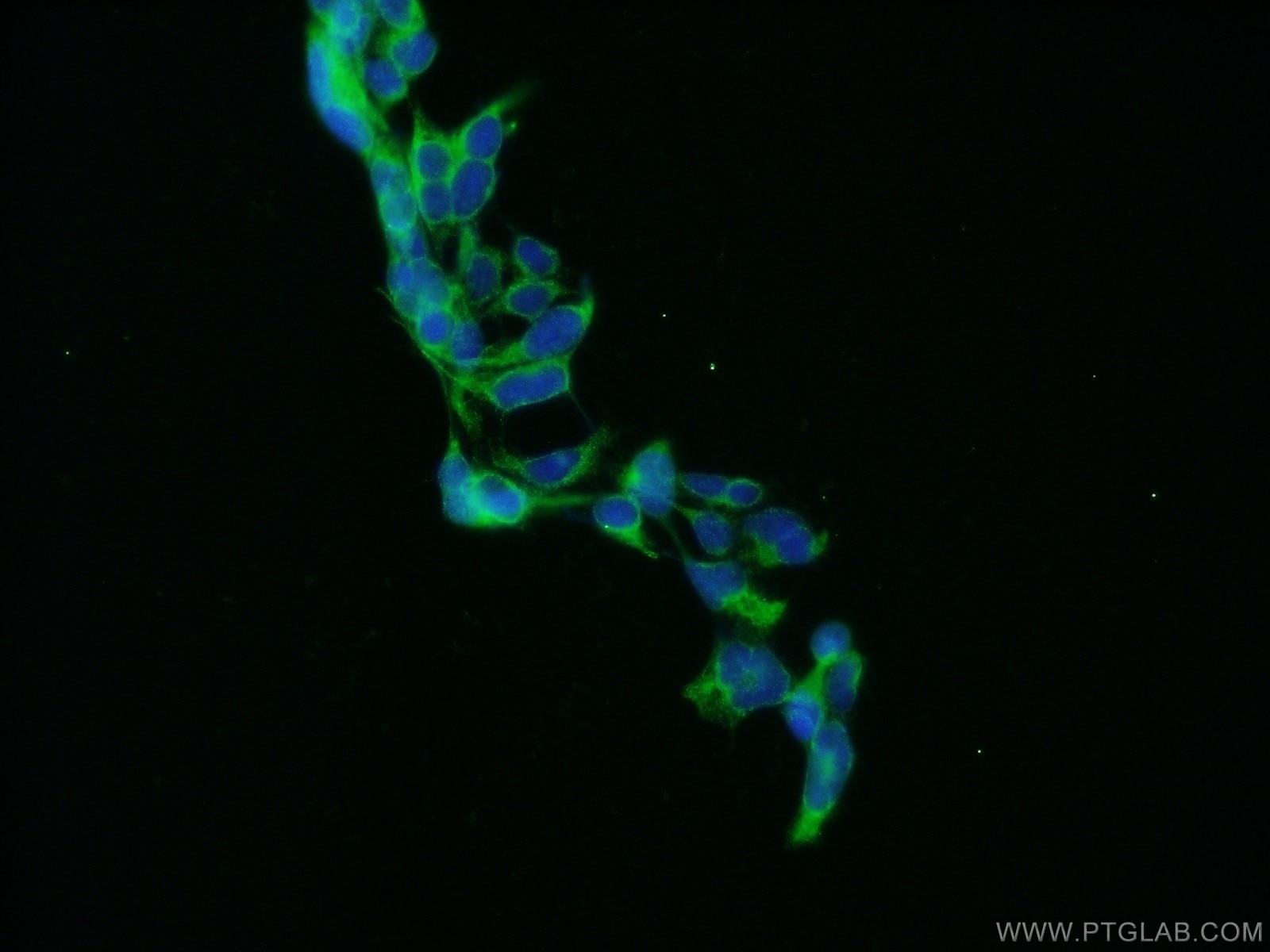 IF Staining of HEK-293 using 12681-1-AP