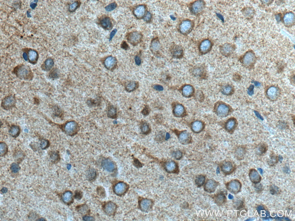 Immunohistochemistry (IHC) staining of rat brain tissue using gephyrin Polyclonal antibody (12681-1-AP)