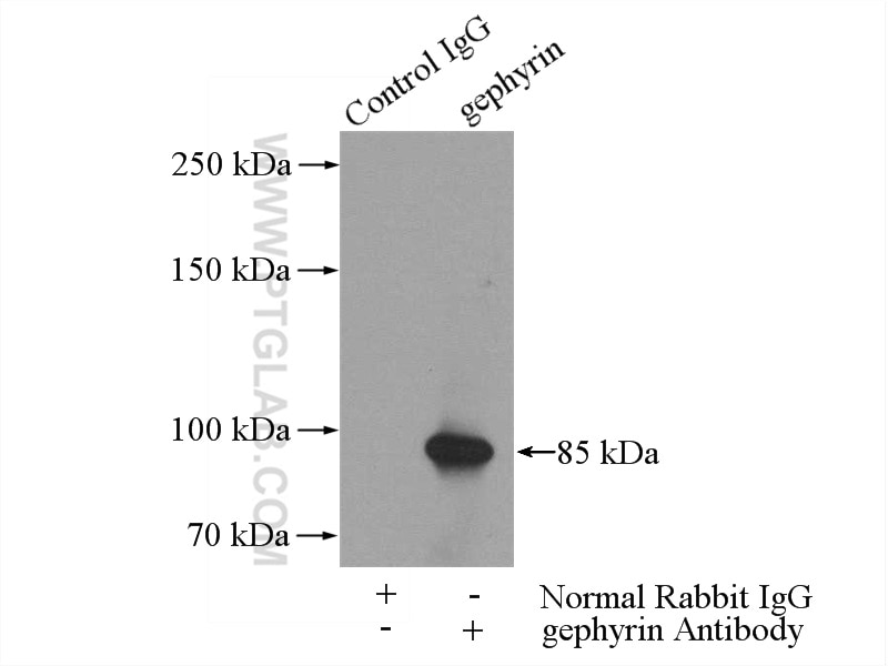 Immunoprecipitation (IP) experiment of HEK-293 cells using gephyrin Polyclonal antibody (12681-1-AP)