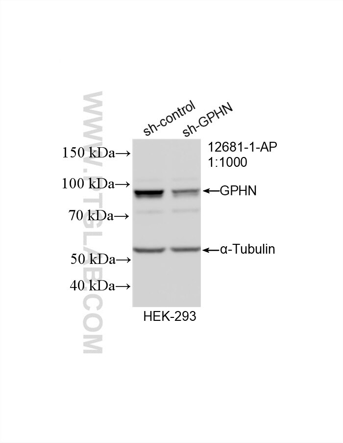 WB result of gephyrin antibody (12681-1-AP; 1:1000; incubated at room temperature for 1.5 hours) with sh-Control and sh-gephyrin transfected HEK-293 cells. Western Blot (WB) analysis of HEK-293 cells using gephyrin Polyclonal antibody (12681-1-AP)
