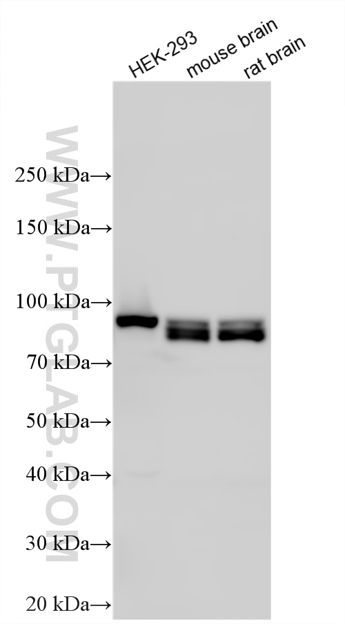 Western Blot (WB) analysis of various lysates using gephyrin Polyclonal antibody (12681-1-AP)