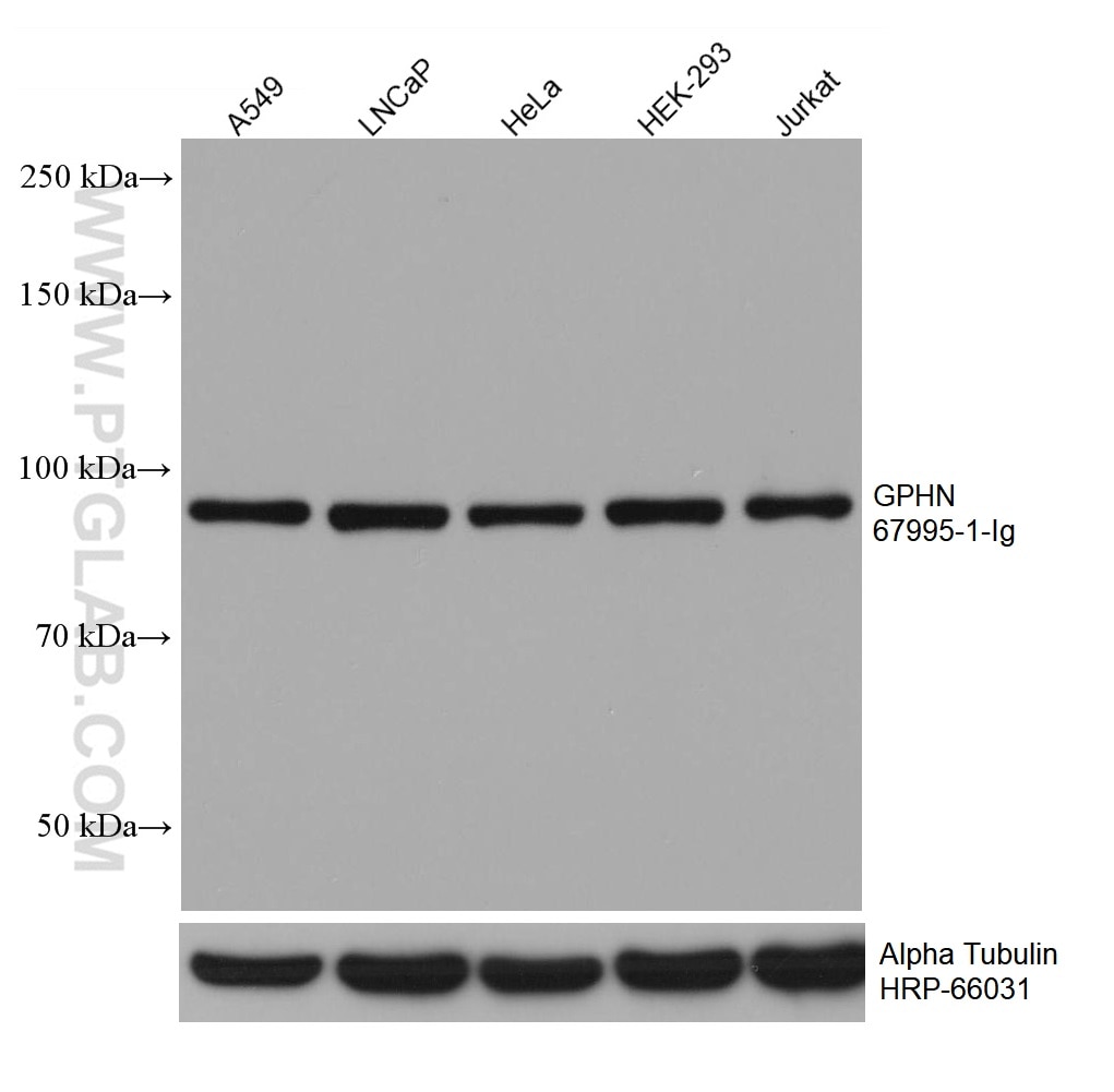 Western Blot (WB) analysis of various lysates using GPHN Monoclonal antibody (67995-1-Ig)