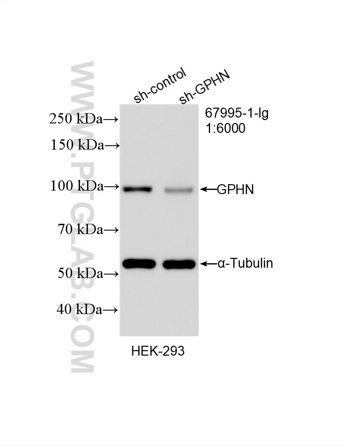Western Blot (WB) analysis of HEK-293 cells using GPHN Monoclonal antibody (67995-1-Ig)