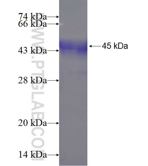 GPHN fusion protein Ag23708 SDS-PAGE