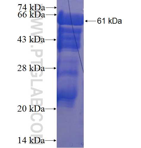 GPHN fusion protein Ag3370 SDS-PAGE