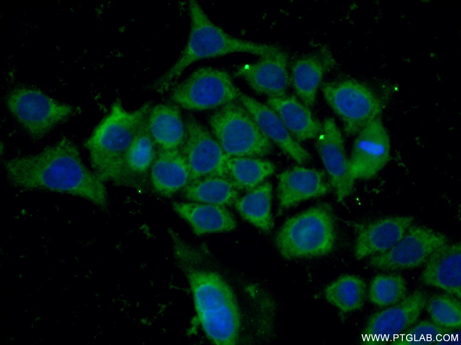 Immunofluorescence (IF) / fluorescent staining of PC-3 cells using GPI Polyclonal antibody (15171-1-AP)