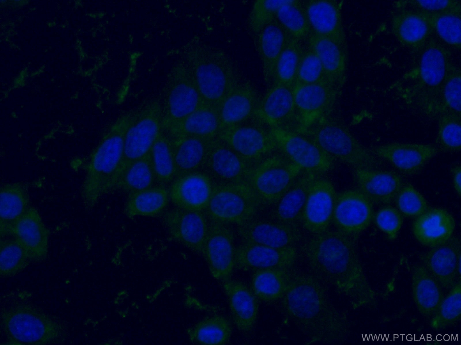 Immunofluorescence (IF) / fluorescent staining of PC-3 cells using GPI Monoclonal antibody (67178-1-Ig)