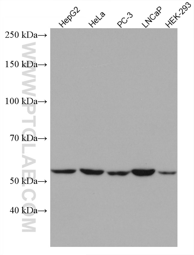 Western Blot (WB) analysis of various lysates using GPI Monoclonal antibody (67178-1-Ig)