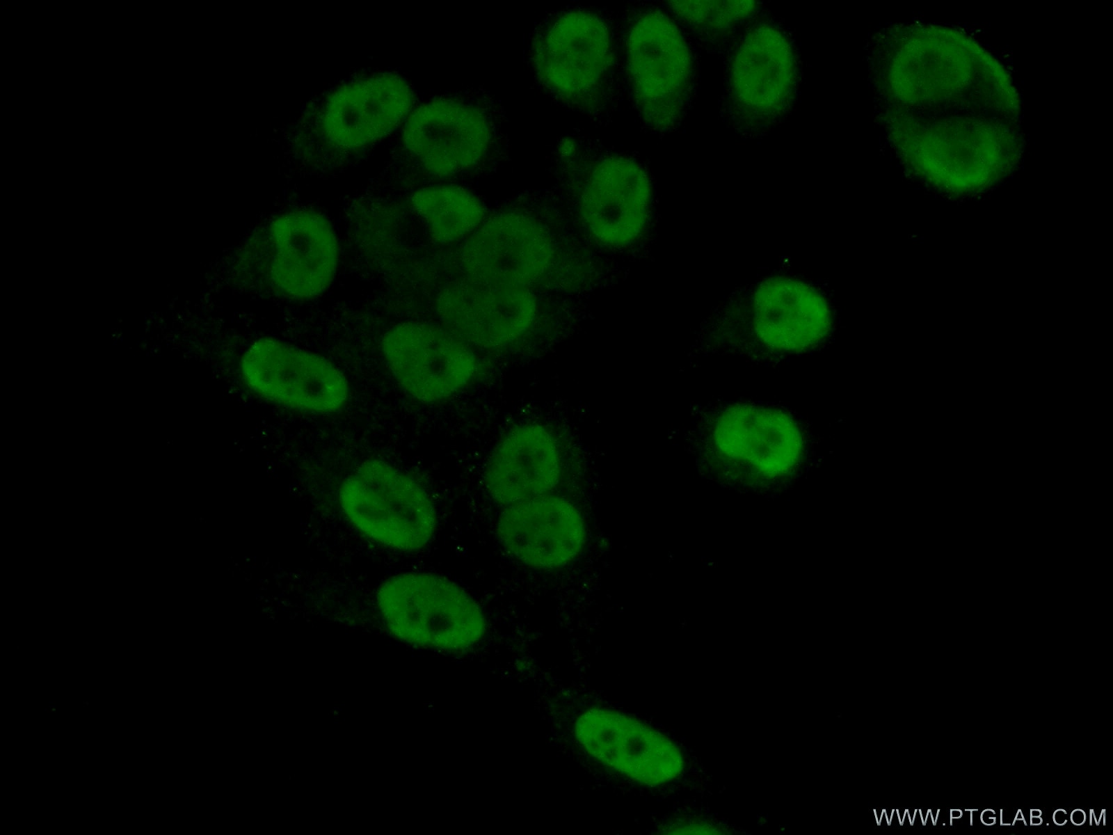Immunofluorescence (IF) / fluorescent staining of HeLa cells using GPKOW Polyclonal antibody (14728-1-AP)