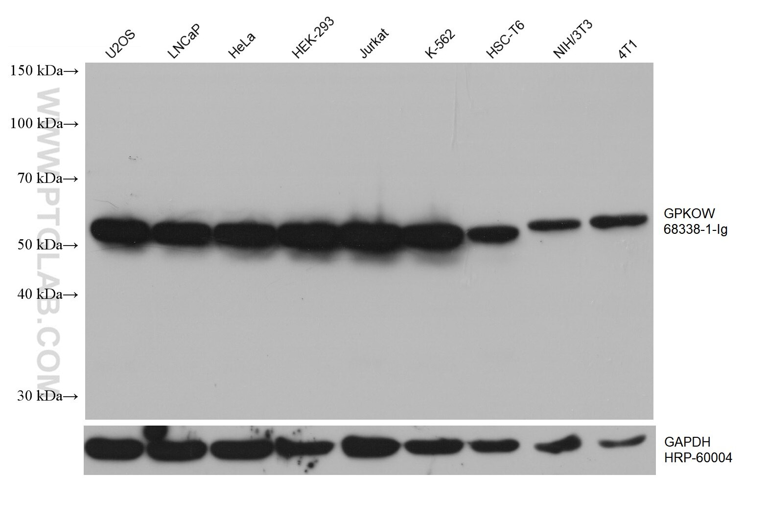 Western Blot (WB) analysis of various lysates using GPKOW Monoclonal antibody (68338-1-Ig)