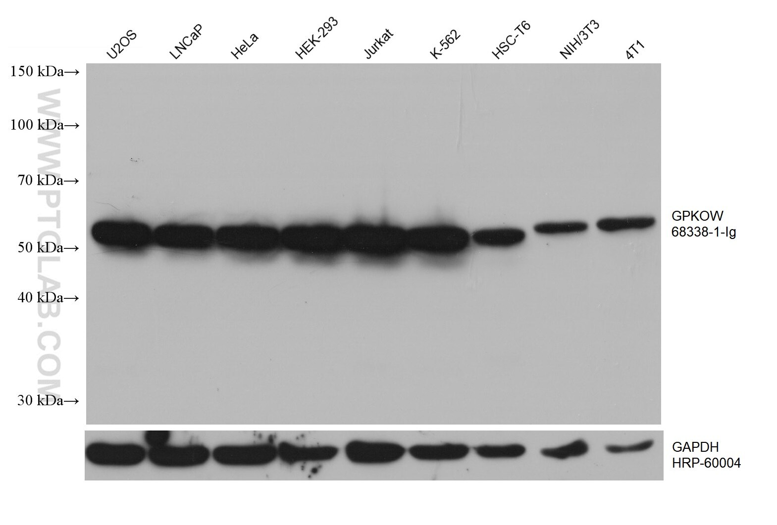 WB analysis using 68338-1-Ig