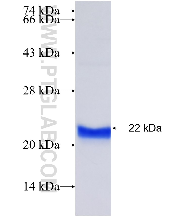 GPLD1 fusion protein Ag9829 SDS-PAGE