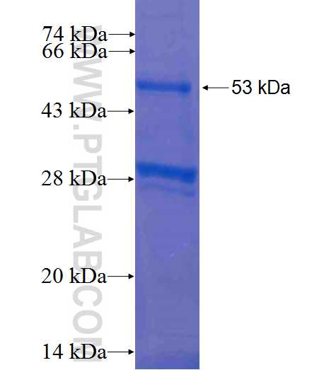 GPM6A fusion protein Ag6915 SDS-PAGE