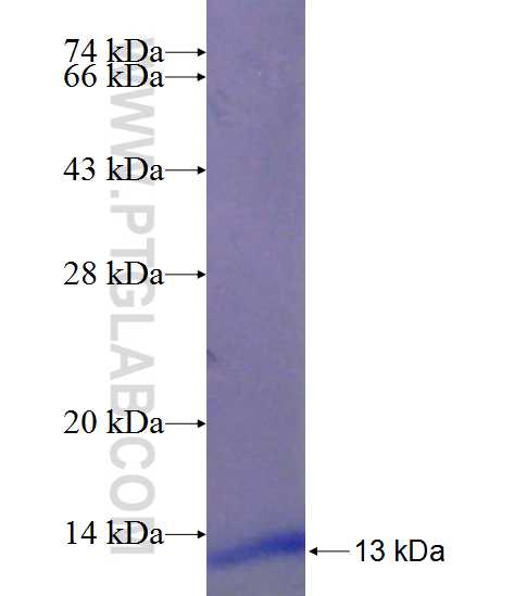 GPM6B fusion protein Ag23490 SDS-PAGE