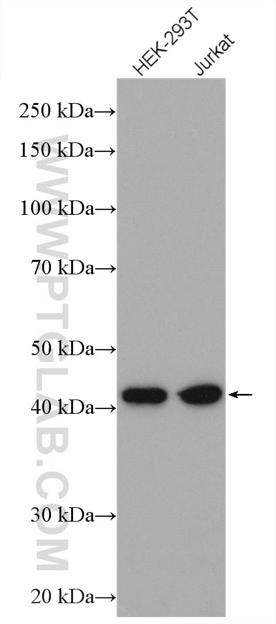 Western Blot (WB) analysis of various lysates using GPN1 Polyclonal antibody (15752-1-AP)