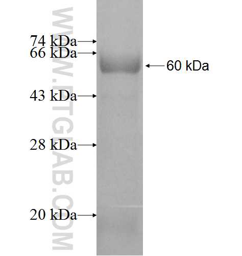 GPN1 fusion protein Ag8252 SDS-PAGE