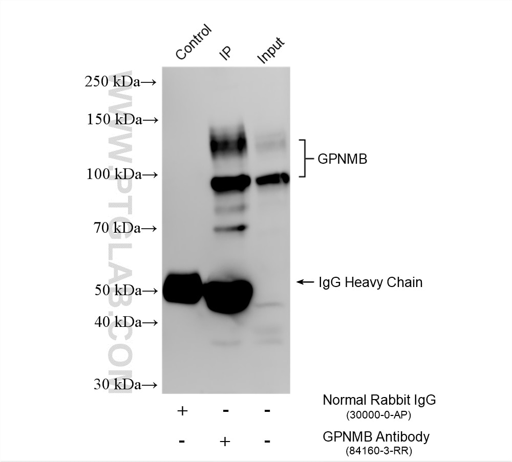 Immunoprecipitation (IP) experiment of THP-1 cells using GPNMB Recombinant monoclonal antibody (84160-3-RR)