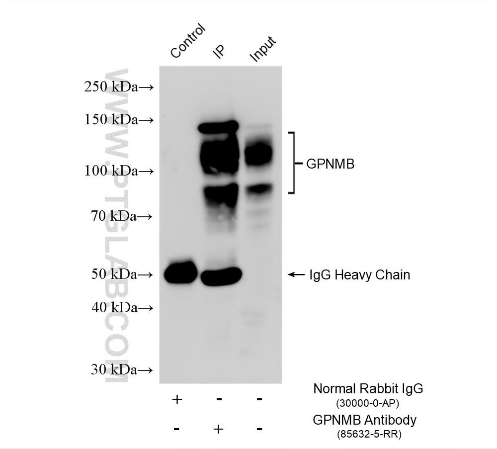 IP result of anti-GPNMB (IP:85632-5-RR, 4ug; Detection:85632-5-RR 1:500) with rat spleen tissue lysate 2400 ug. This data was developed using the same antibody clone with 85632-5-PBS in a different storage buffer formulation. Immunoprecipitation (IP) experiment of rat spleen tissue using GPNMB Recombinant monoclonal antibody (85632-5-RR)