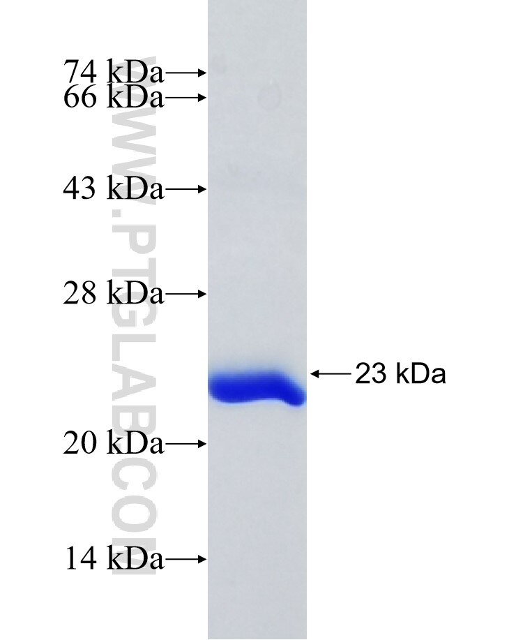 GPNMB fusion protein Ag26747 SDS-PAGE