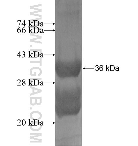 GPR105 fusion protein Ag14105 SDS-PAGE