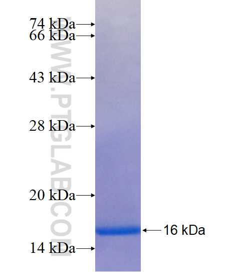 GPR105 fusion protein Ag14510 SDS-PAGE