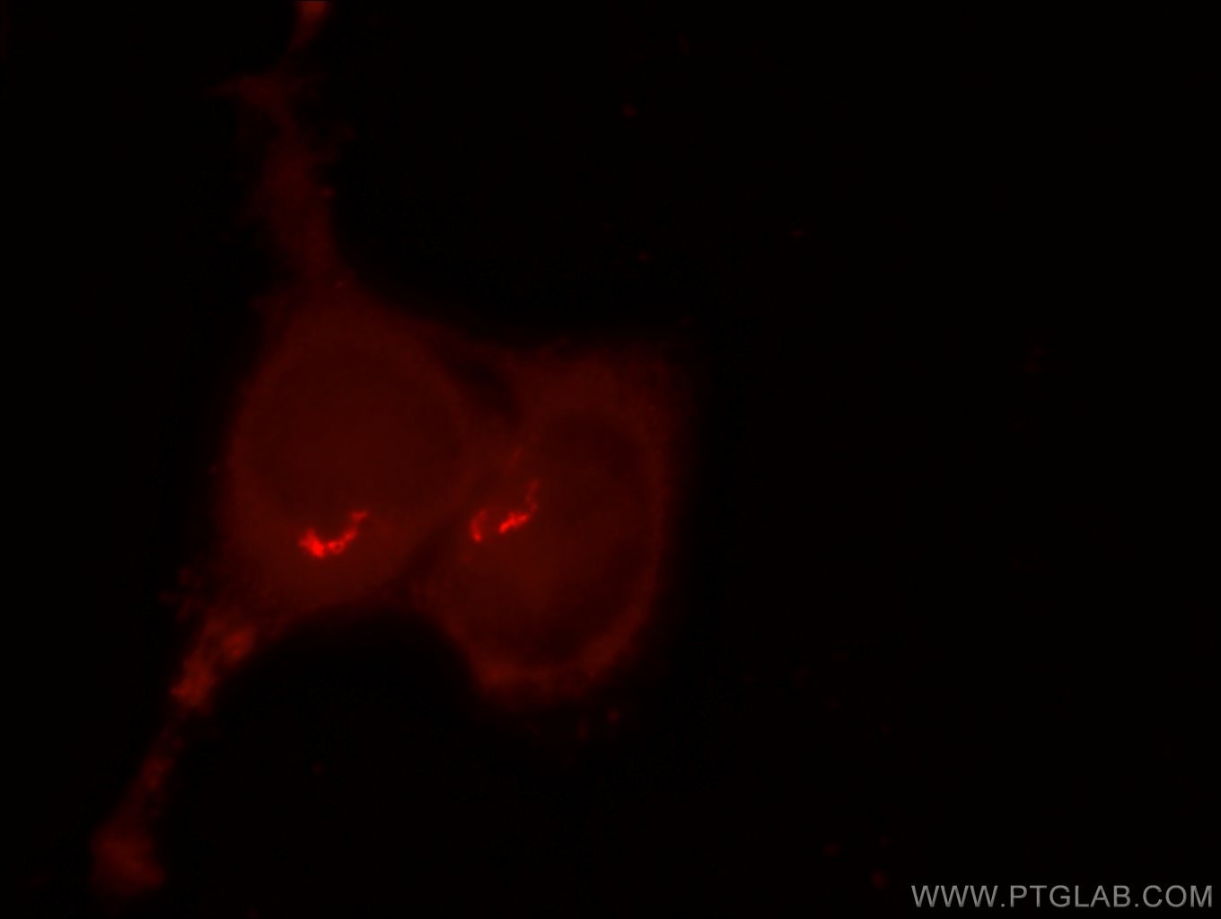 Immunofluorescence (IF) / fluorescent staining of HEK-293 cells using GPR107 Polyclonal antibody (25076-1-AP)