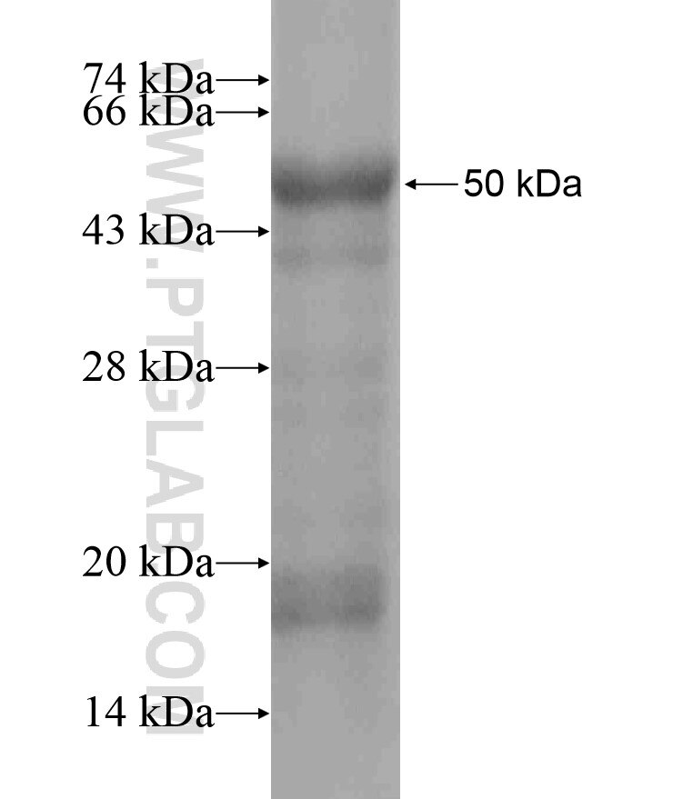 GPR107 fusion protein Ag18452 SDS-PAGE