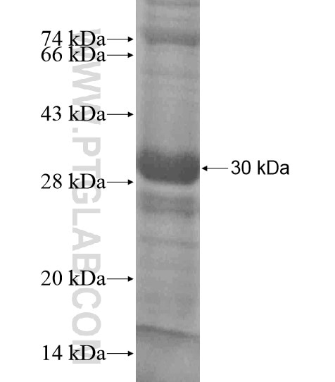 GPR107 fusion protein Ag18649 SDS-PAGE