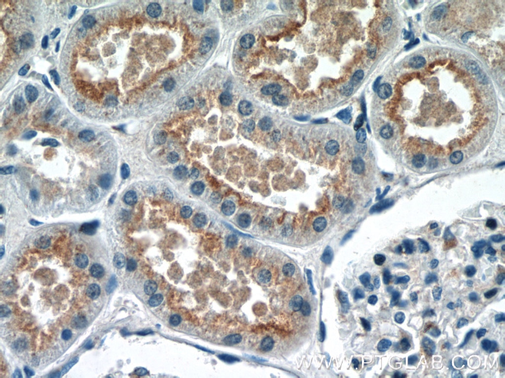 Immunohistochemistry (IHC) staining of human kidney tissue using GPR108 Polyclonal antibody (24009-1-AP)