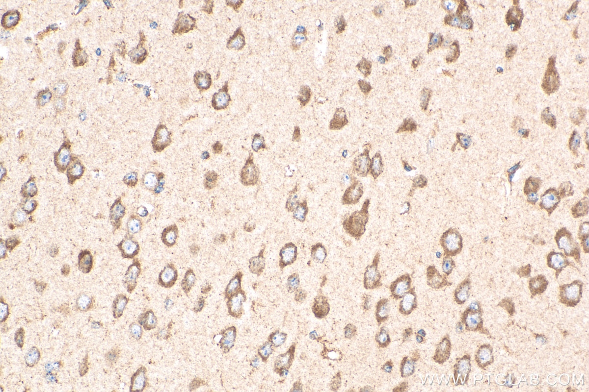 Immunohistochemistry (IHC) staining of mouse brain tissue using GPR108 Polyclonal antibody (24009-1-AP)