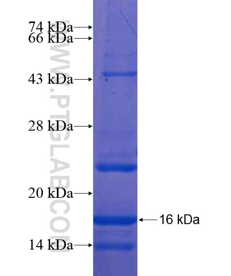 GPR108 fusion protein Ag20887 SDS-PAGE
