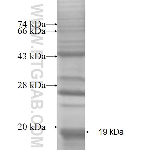GPR108 fusion protein Ag8434 SDS-PAGE