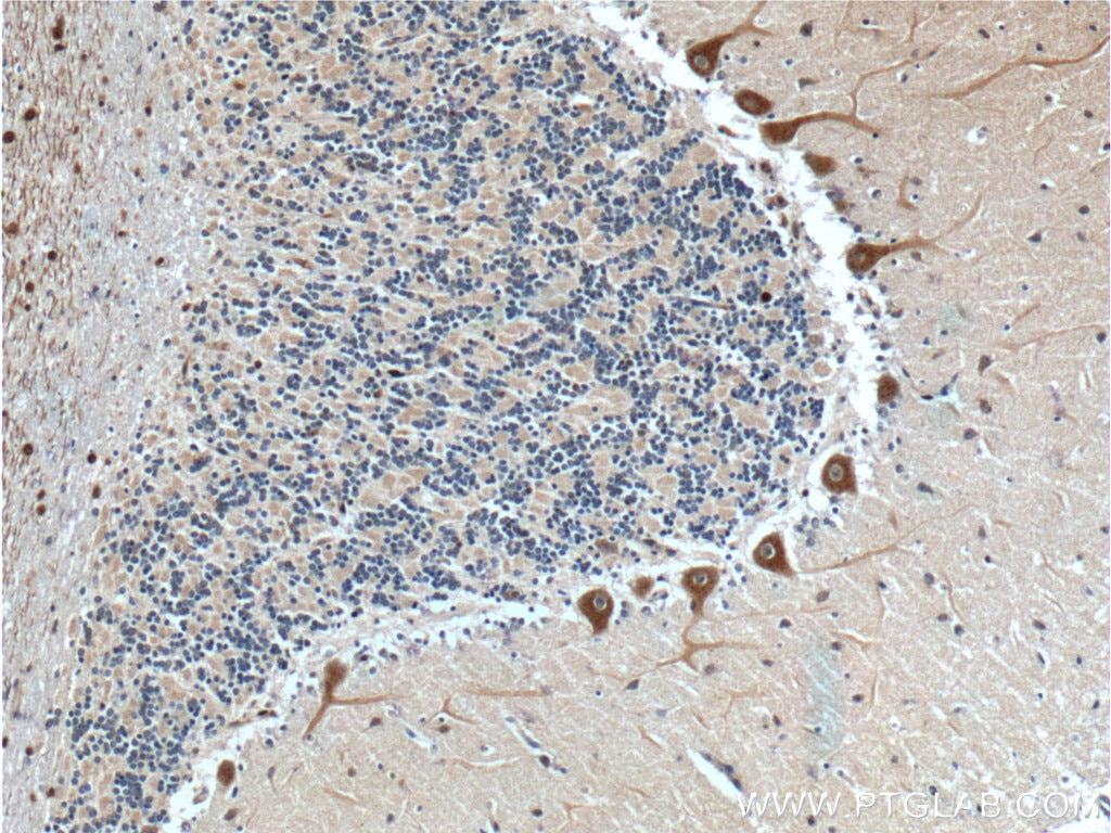 Immunohistochemistry (IHC) staining of human cerebellum tissue using GPR111 Polyclonal antibody (24965-1-AP)