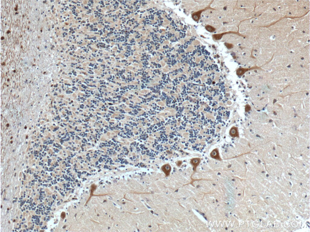 Immunohistochemistry (IHC) staining of human cerebellum tissue using GPR111 Polyclonal antibody (24965-1-AP)