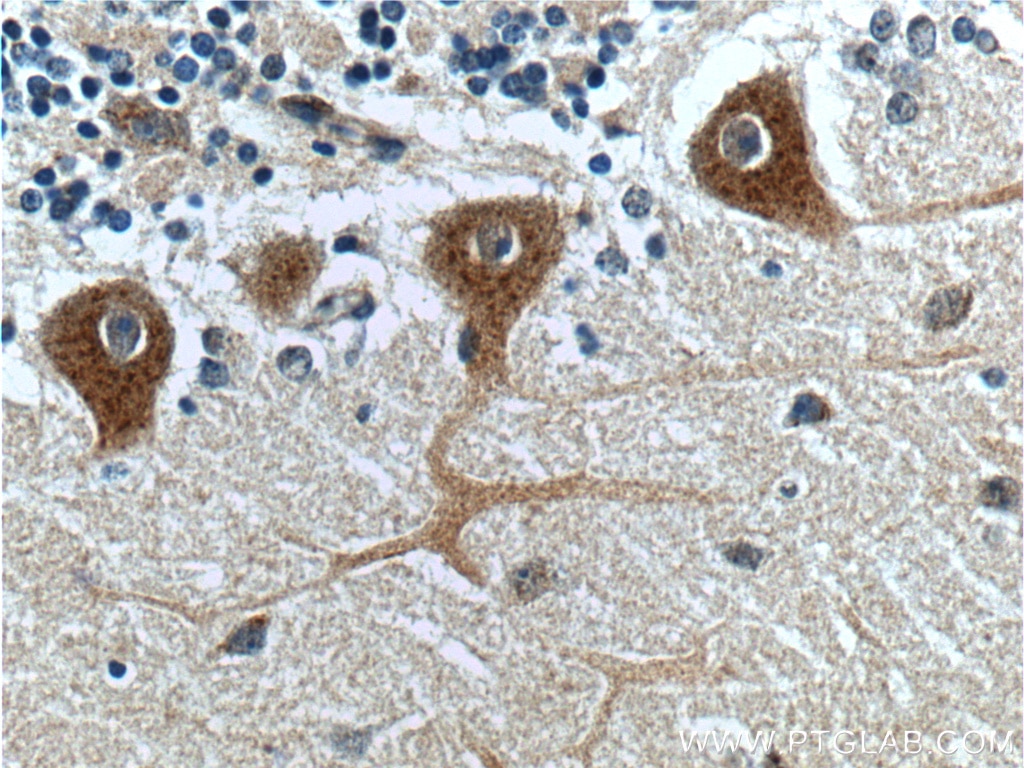 Immunohistochemistry (IHC) staining of human cerebellum tissue using GPR111 Polyclonal antibody (24965-1-AP)