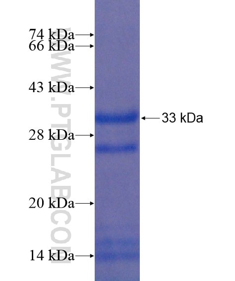 GPR111 fusion protein Ag21705 SDS-PAGE