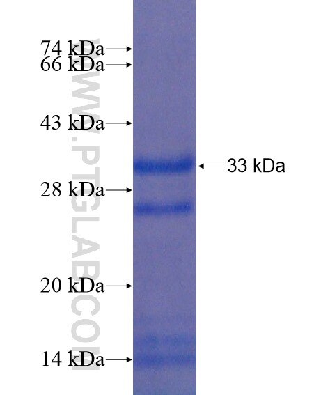 GPR111 fusion protein Ag21705 SDS-PAGE