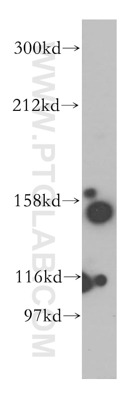 GPR116