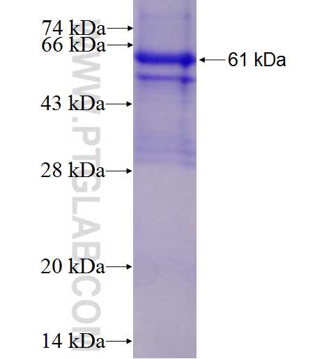 GPR116 fusion protein Ag5214 SDS-PAGE